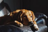 Golden dog with white paws laying on a leather chair looking forlorn