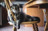 You Cannot Praise a Cat Enough