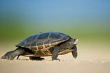 Slow Is My Superpower