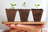 5 Ways to Increase Plant Life