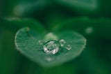 Droplet of water landing on a bright green leaf