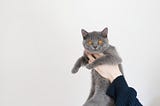 3 Ways to Help Calm Down Your Crazy Cat