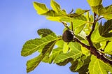 The Curious Case of the Fig Tree