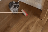 Pretty slow animation of raccoon sweeping.
