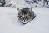 Tabby cat in snow