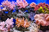 Coral gardening — a distracting “solution” to reef decline