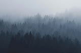 Picture showing a forest in the fog.