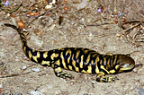 Hybrid Super-Barred Tiger Salamander