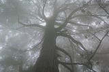 Barren Tree in b&w