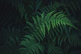 A group of fern leaves shrouded in pitch black darkness