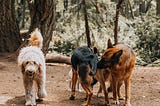Epiphany From The Dog Park