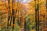 a blonde woman wearing a fur-edged hooded parka, walking by herself down a dirt road in the middle of a forest of tall trees, whose colors have turned brilliant yellows and oranges in the fall.