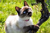Unusual Cat Behaviors Explained: Why Your Cat Does That Weird Thing