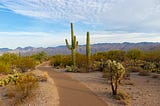 A dusty landscape with cacti growing.