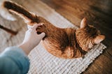 A Pet Therapy Story — How I recovered from a serious car accident / 2