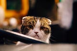 The image shows a mottled white cat with tabby patches over its eyes and ears, ears flattened, looking grumpy and overwhelmed.