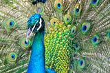 Vivid character in the form of a Peacock