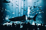 Empty Plates and Empty Oceans: Why Commercial Fishing Needs to Change