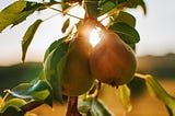A pair of pears on the tree with the sun shining behind.