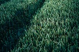 What I really think about Growth!
