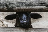 black sheep looking out between the space of a fence