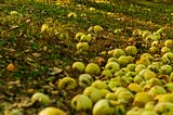 Apple of My Eye