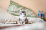 Purrplexed Appetite: When Your Cat is Not Eating It’s Time For An Anorexia Check