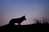 Coyote  Wisdom