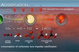 Ocean Acidification — The Problem Nobody is Talking About