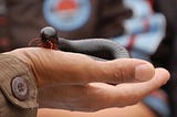 How Tiny Animals Bug the World