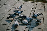 5 Birds That Will Change Your Opinion of Pigeons