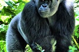 Gorilla