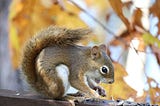 A jaunty squirrel in the fall foliage