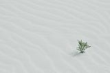 small, green plant growing up from empty white sand