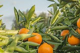 tangerine fruits