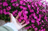 hand reaching into purple flowers
