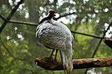 The Silver Pheasant