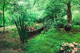 A lush and beautiful but somewhat messy garden, including several kinds of plants and flowers