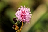 The Dramatic Nature of Mimosa Pudica