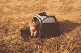 Tips on Traveling With a Cat