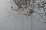 Trees obscured by fog