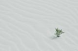 Picture of a lone plant alive in a vast white snowy field. It signifies being alive even when surrounded by numbness.