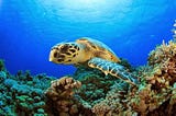 Fun Facts About Sea Turtles