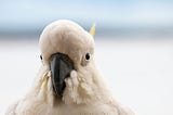 Crafty Cockatoos Crack the Code