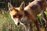 Developing a Penchant for Fox Urine