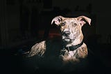 a dog in the dark