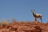 A Bighorn Sheep Interrupted My Nature Walk