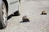 Texas roads now featuring lovestruck turtles ignoring traffic laws