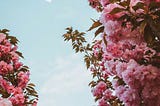 Gorgeous dark pink cherry blossom against a spring blue sky.