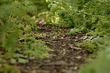 A narrow woodland path bordered tightly by green ferns
